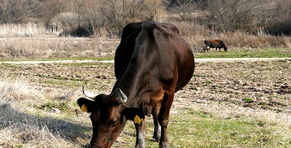 VideoHive Herd of Cows in the Field 2 10719676 VideoHive Herd of Cows in the Field 2 10719676