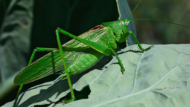 Grasshopper 1 Grasshopper 1