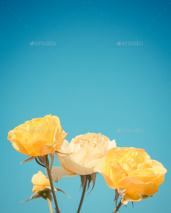 Yellow rose on blue sky. Vintage style