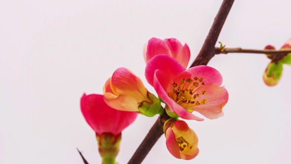 Japanese Crabapple Blossoming 2 Japanese Crabapple Blossoming 2