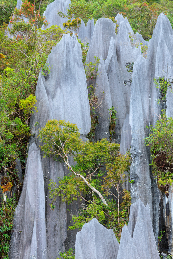 Limestone pinnacles at gunung mulu national park (Misc) Photo Download