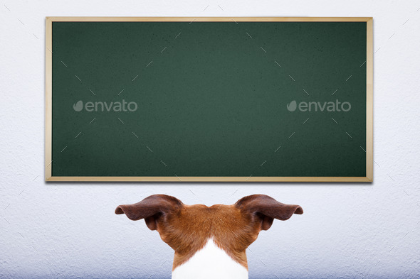 dog at school (Misc) Photo Download