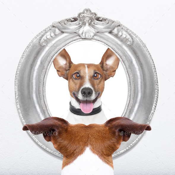 dog at the mirror (Misc) Photo Download