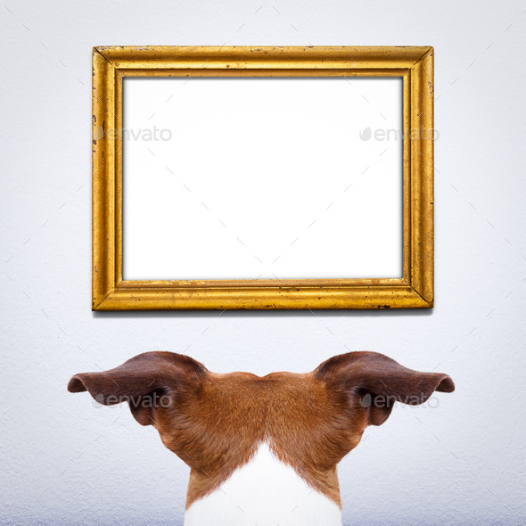 dog watching a frame (Misc) Photo Download