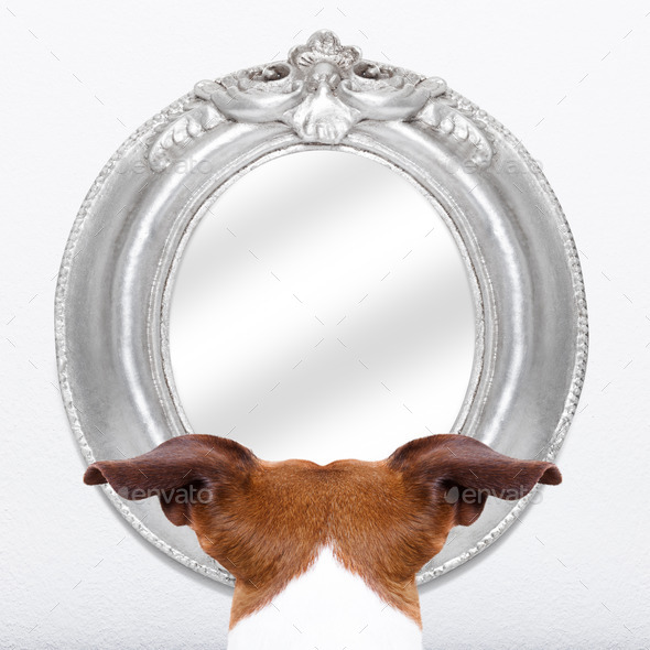 dog at the mirror (Misc) Photo Download