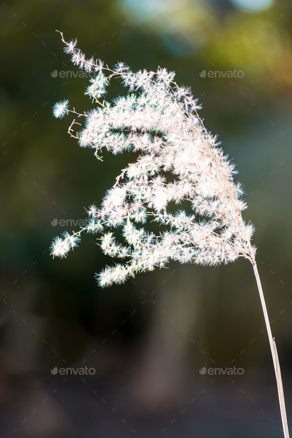 Dry Reed (Misc) Photo Download