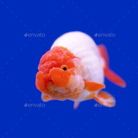 ranchu or lion head goldfish (Misc) Photo Download