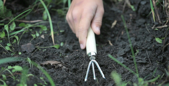 Planting process Planting process