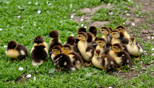 duck chickens (Misc) Photo Download