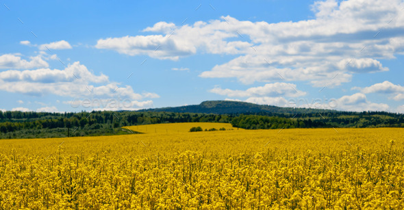 rapeseed field (Misc) Photo Download