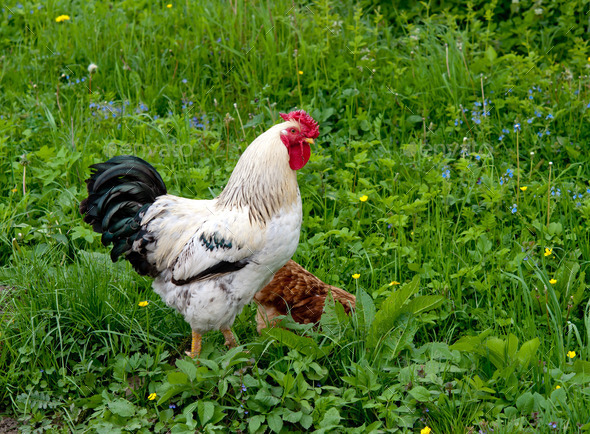 bright cock (Misc) Photo Download