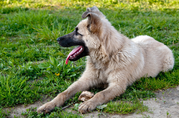 dog on green lawn (Misc) Photo Download