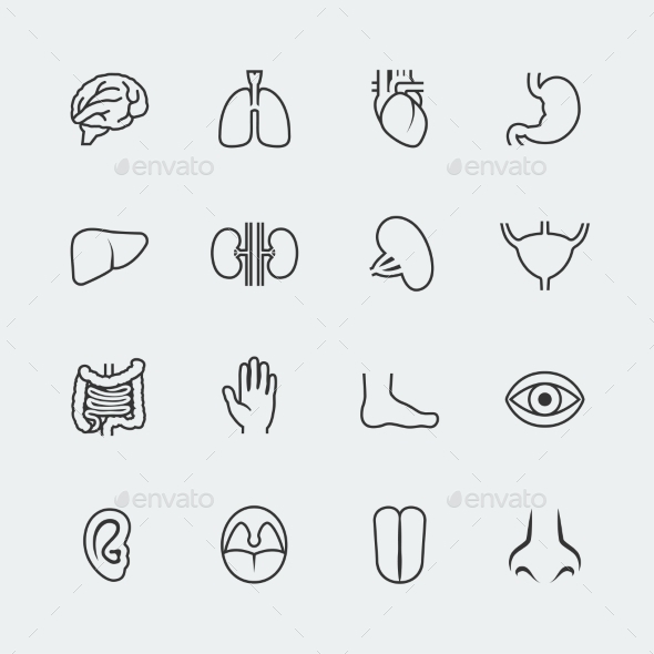GraphicRiver Vector Internal Organs Icons Set 10783731 GraphicRiver Vector Internal Organs Icons Set 10783731