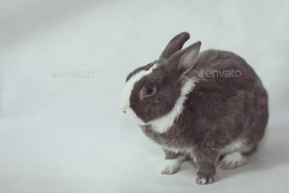 gray and white rabbit (Misc) Photo Download