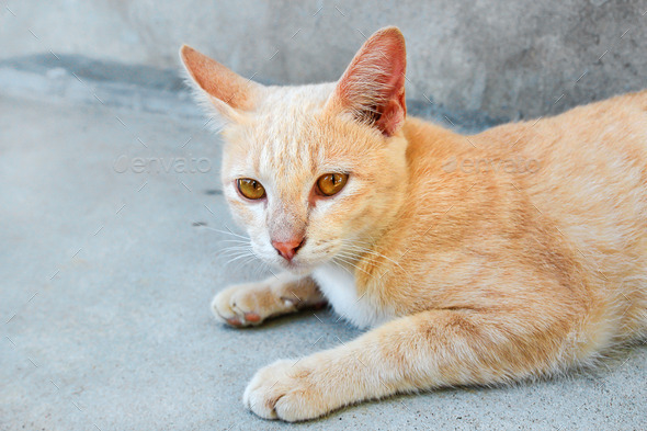 red cat laying on floor (Misc) Photo Download