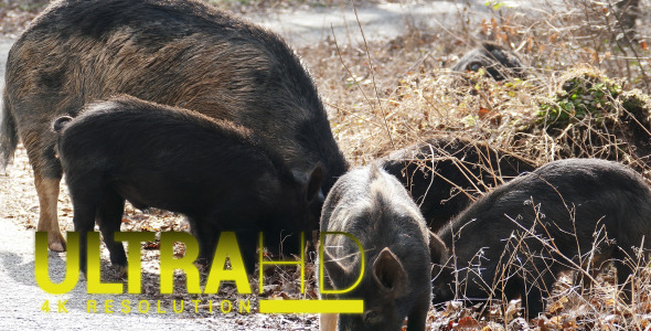 Wild Pigs with his Mother 2 Wild Pigs with his Mother 2