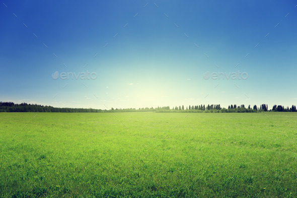 field of spring grass and forest