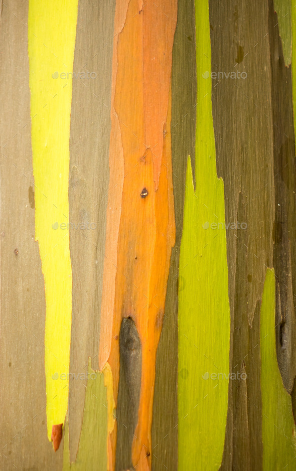 Detail of colorful bark of Rainbow Eucalyptus tree