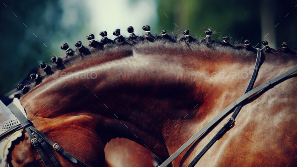 Neck of a horse. (Misc) Photo Download