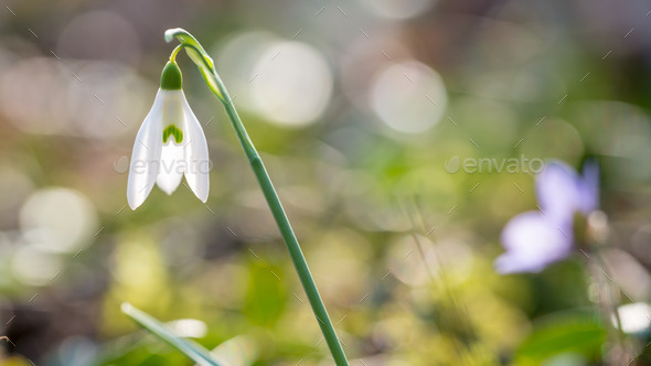 Fresh white snowdrop marking the start of spring