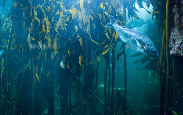 Fish swimming in tank at the aquarium (Misc) Photo Download