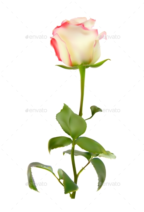 GraphicRiver Realistic Rose 10852992 GraphicRiver Realistic Rose 10852992