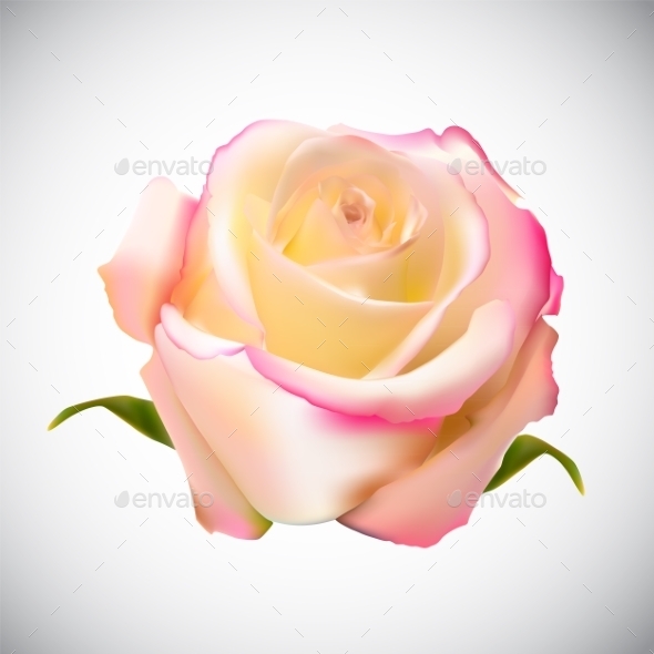 GraphicRiver Rose 10853206 GraphicRiver Rose 10853206