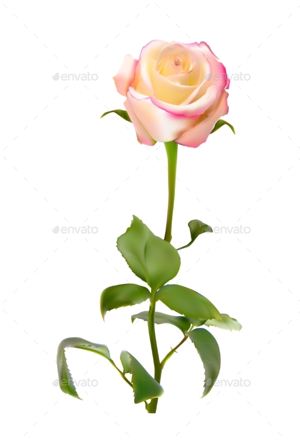GraphicRiver Rose 10853210 GraphicRiver Rose 10853210