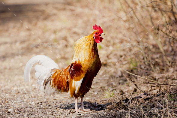 Crowing rooster on farm (Misc) Photo Download