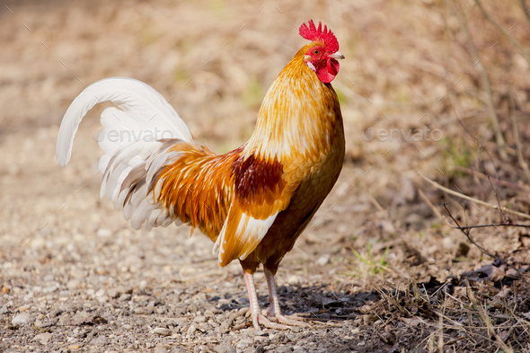 Cockerel on the lookout (Misc) Photo Download