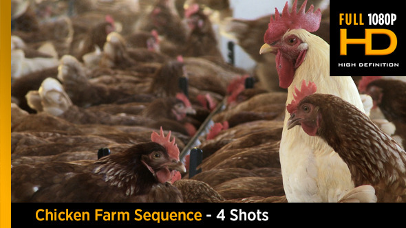 Chicken Farm Sequence 4 shots Chicken Farm Sequence 4 shots