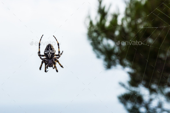 Araneus diadematus big spider (Misc) Photo Download