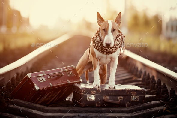 English bull terrier on rails with suitcases.