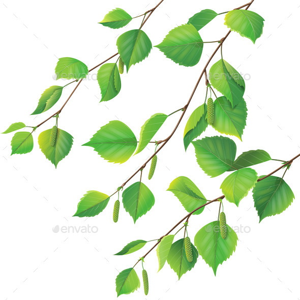 GraphicRiver Birch Branches 10892351 GraphicRiver Birch Branches 10892351