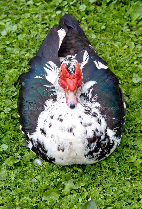 big muscovy duck (Misc) Photo Download