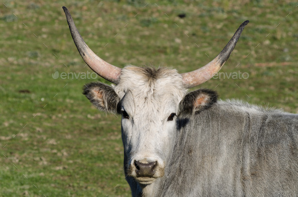 Maremmana cow