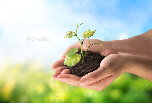 Agriculture concept little plant in hands
