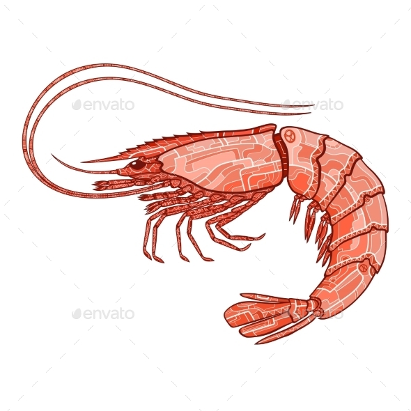 GraphicRiver Decorative Shrimp 10921005 GraphicRiver Decorative Shrimp 10921005