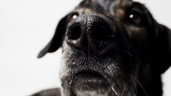 VideoHive Sniffing Dog 10927792 VideoHive Sniffing Dog 10927792