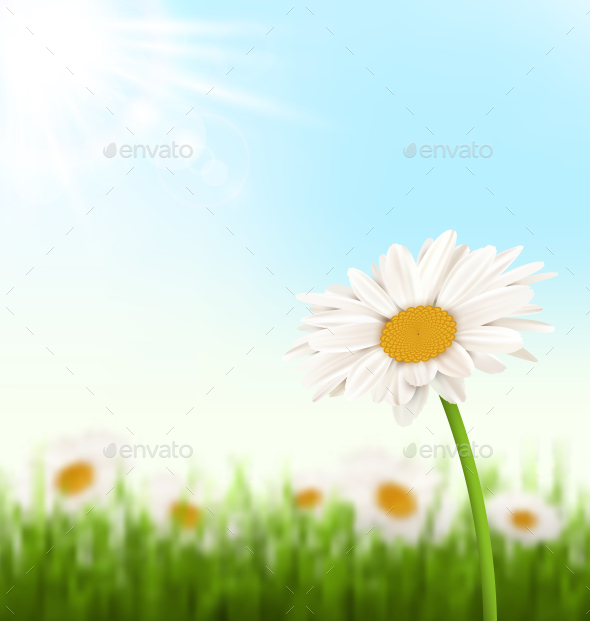 GraphicRiver Grass Lawn with White Chamomiles Flowers Sunlight 10928121 GraphicRiver Grass Lawn with White Chamomiles Flowers Sunlight 10928121
