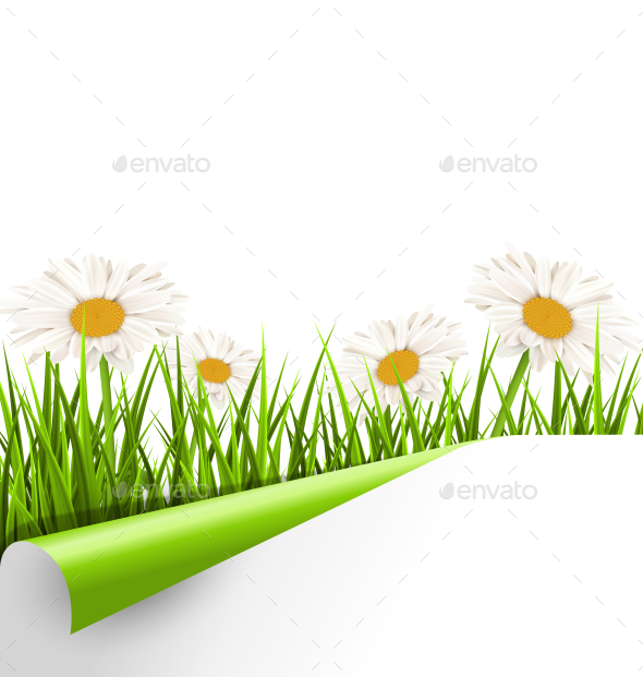 GraphicRiver Grass Lawn with White Chamomiles and Wrapped Paper 10928171 GraphicRiver Grass Lawn with White Chamomiles and Wrapped Paper 10928171
