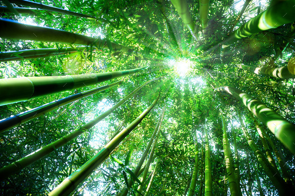 bamboo forest - zen concept
