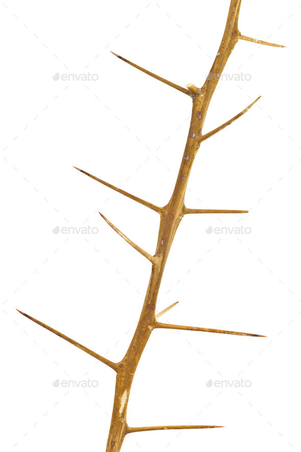 Thorns (Misc) Photo Download