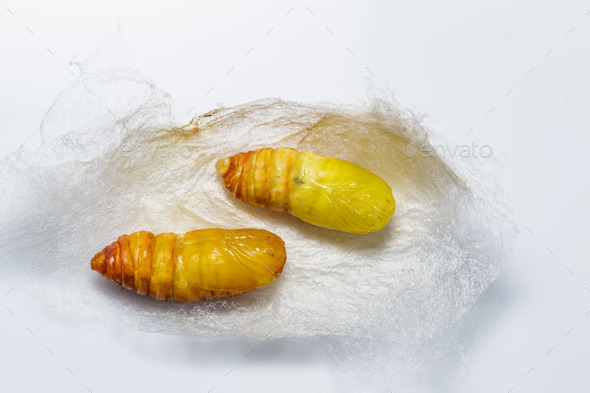 Molted cocoons of atlas moth (Misc) Photo Download
