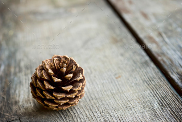 Small pine cone (Misc) Photo Download