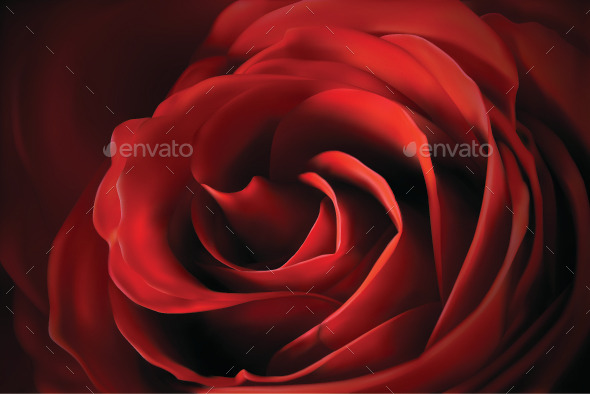 GraphicRiver Rose 10955922 GraphicRiver Rose 10955922