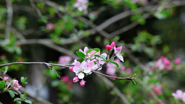 Flowering Tree 03 Flowering Tree 03
