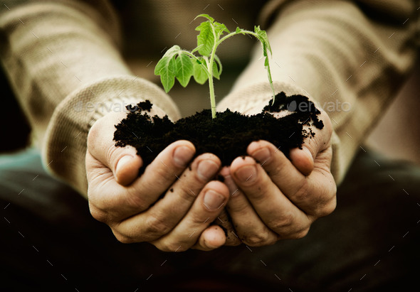Seedling in hands