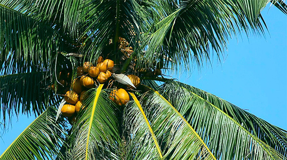 Coconut Palm Coconut Palm