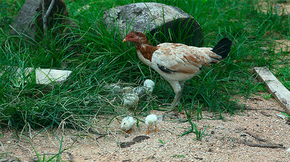 Hen With Chickens Hen With Chickens